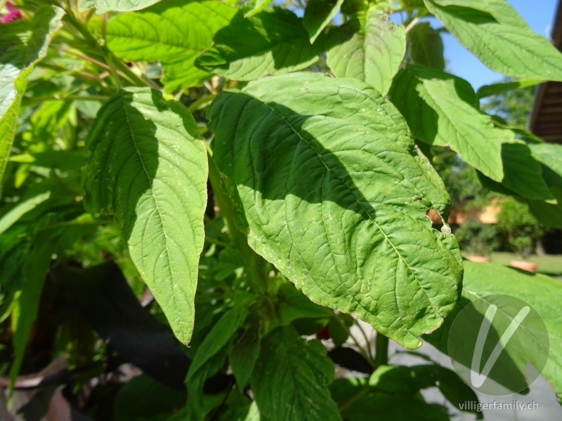 Garten-Amarant: Blätter