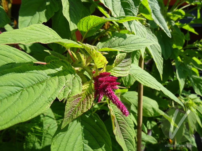 Garten-Amarant: Blüten