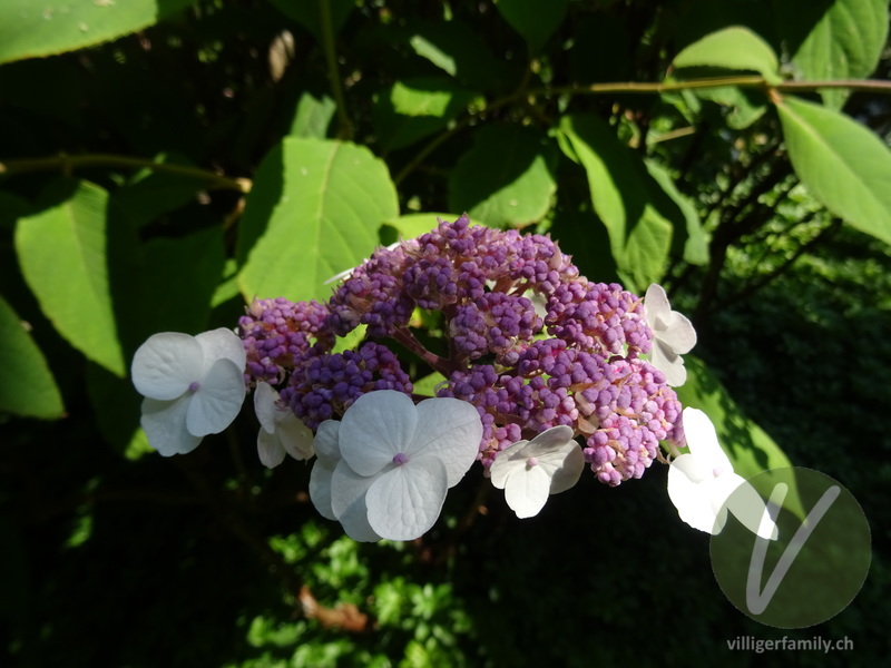 Raue Hortensie: Blüten