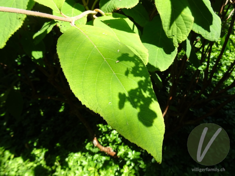 Raue Hortensie: Blätter