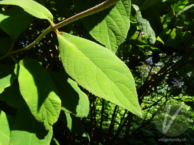 Raue Hortensie: Blätter