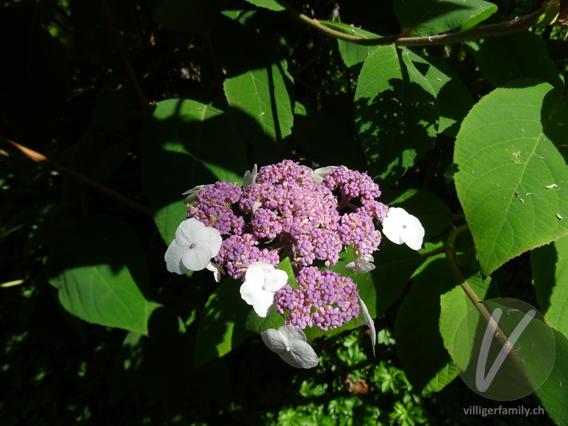 Raue Hortensie: Blüten