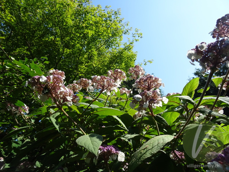 Raue Hortensie: Blüten, Gesamtbild