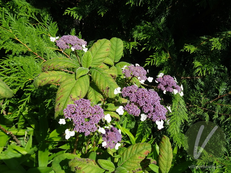 Raue Hortensie: Blüten, Blätter, Gesamtbild