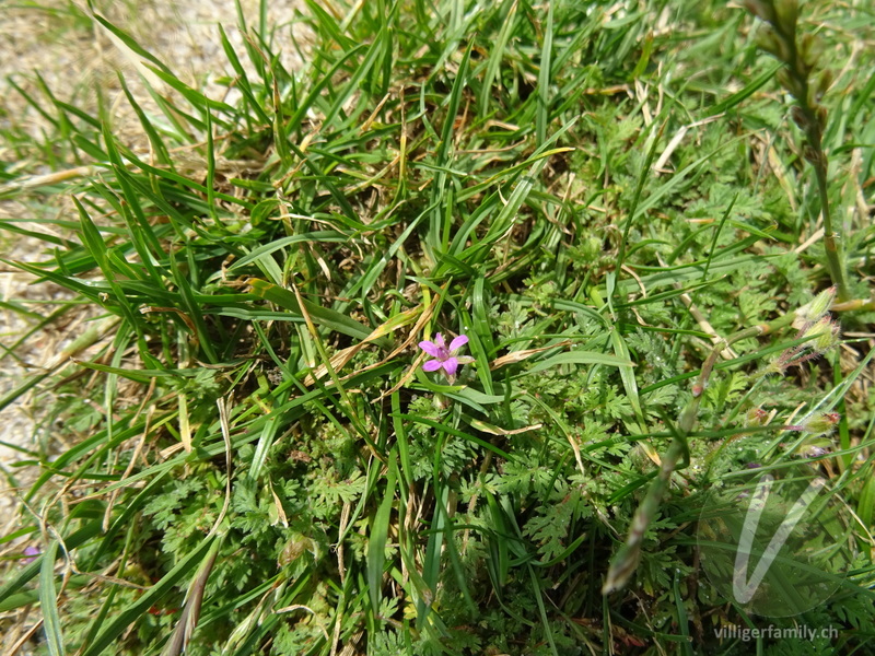 Gemeiner Reiherschnabel: Blüten