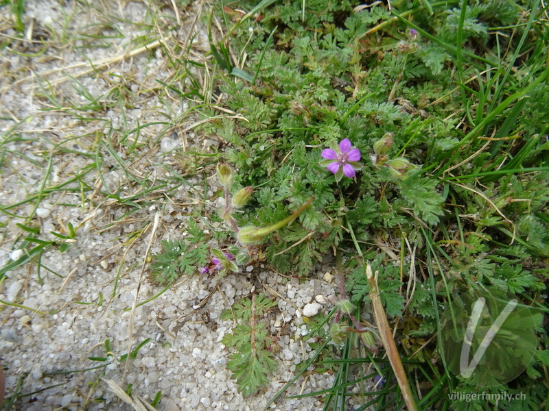 Gemeiner Reiherschnabel: Blüten, Gesamtbild, Blätter