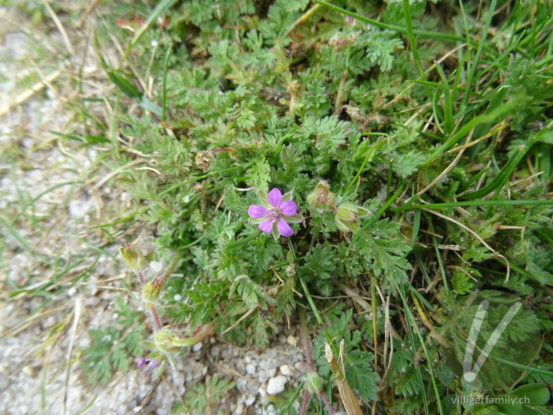Gemeiner Reiherschnabel: Blüten, Blätter, Gesamtbild