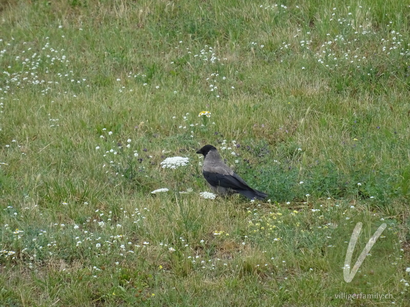 Nebelkrähe: 