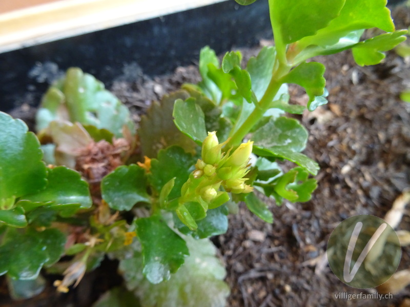 Flammendes Käthchen: Blüten