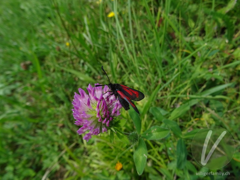 Purpur-Widderchen: 