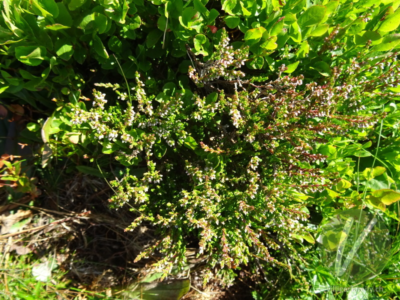 Besenheide: Gesamtbild