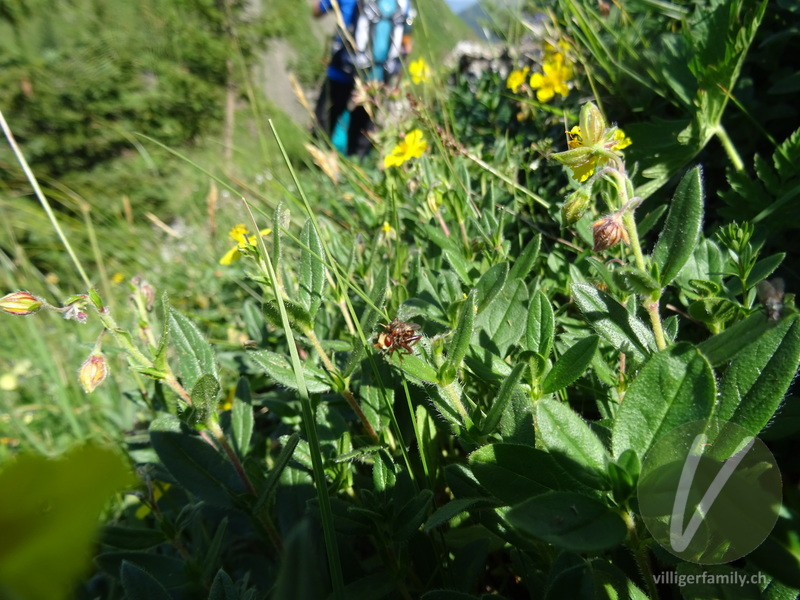 Gemeine Breitstirn-Blasenkopffliege: 