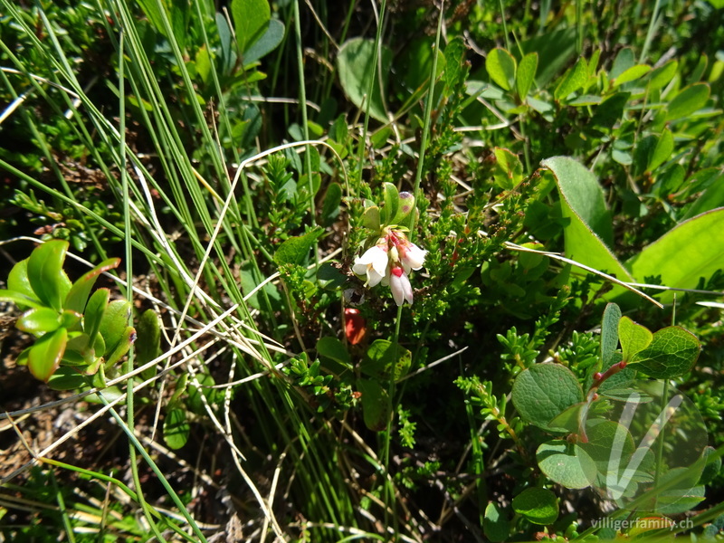 Preiselbeere: Blüten