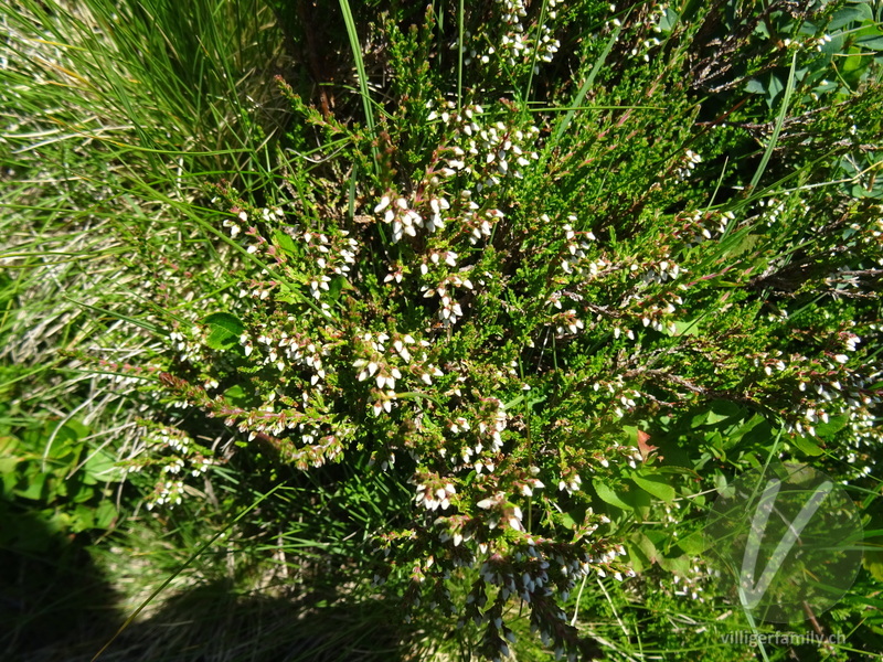 Besenheide: Gesamtbild
