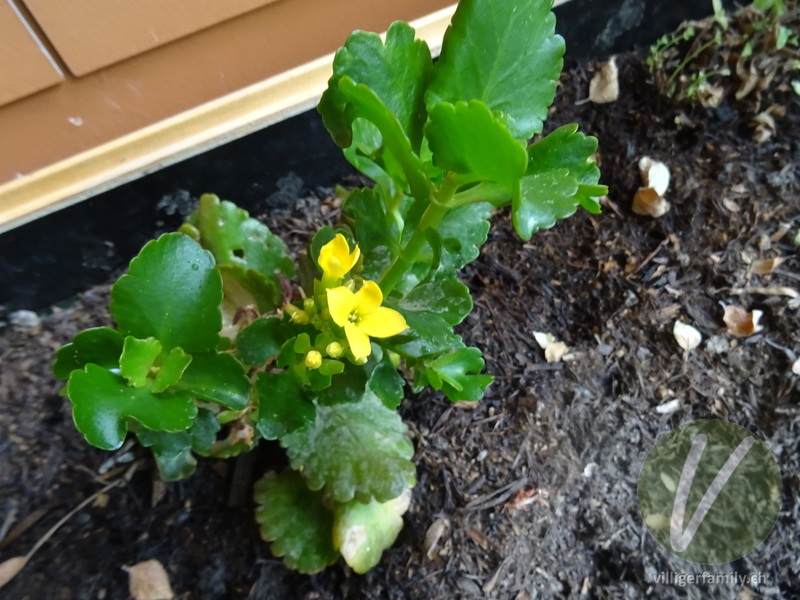 Flammendes Käthchen: Blüten, Gesamtbild