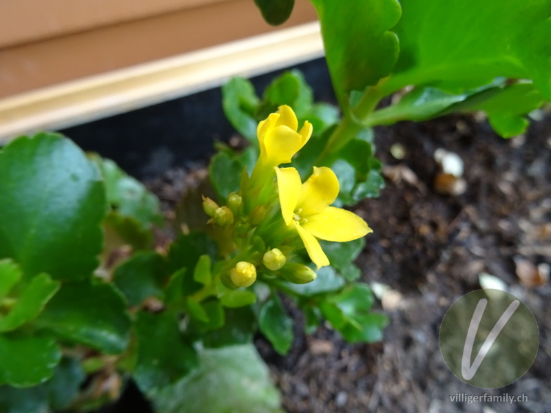 Flammendes Käthchen: Blüten