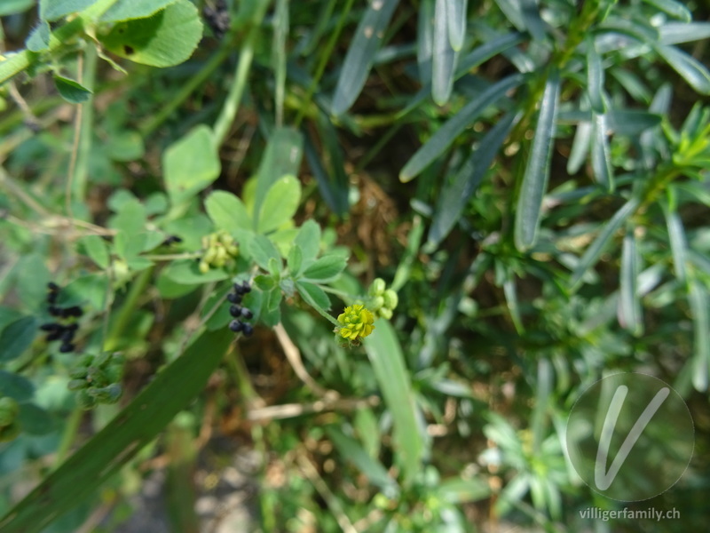 Hopfenklee: Blüten