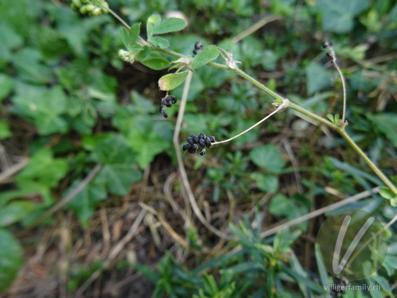 Hopfenklee: Früchte