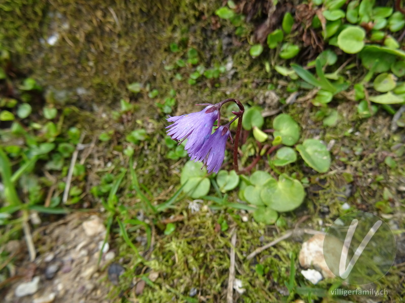 Grosses Alpenglöckchen: Blüten