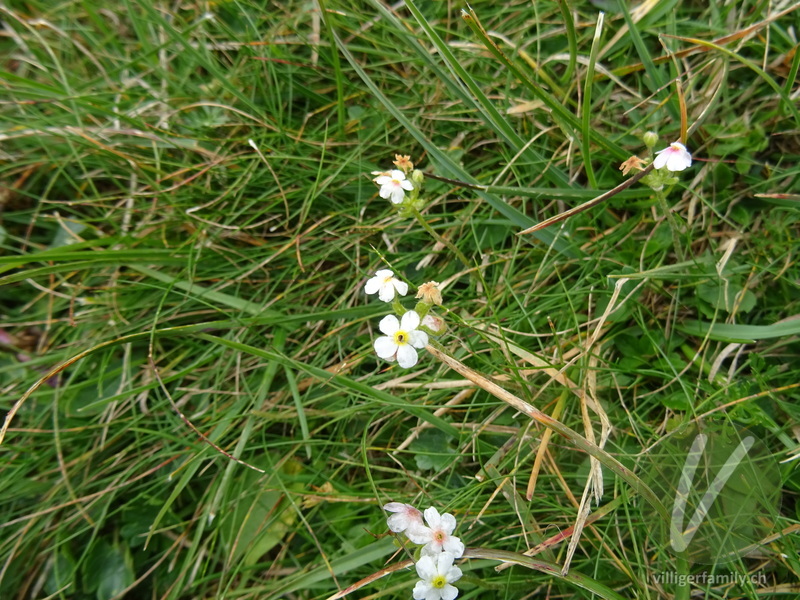 Bewimperter Mannsschild: Blüten