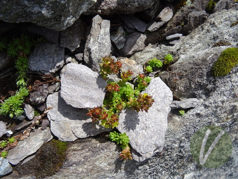 Alpen-Mauerpfeffer: Gesamtbild