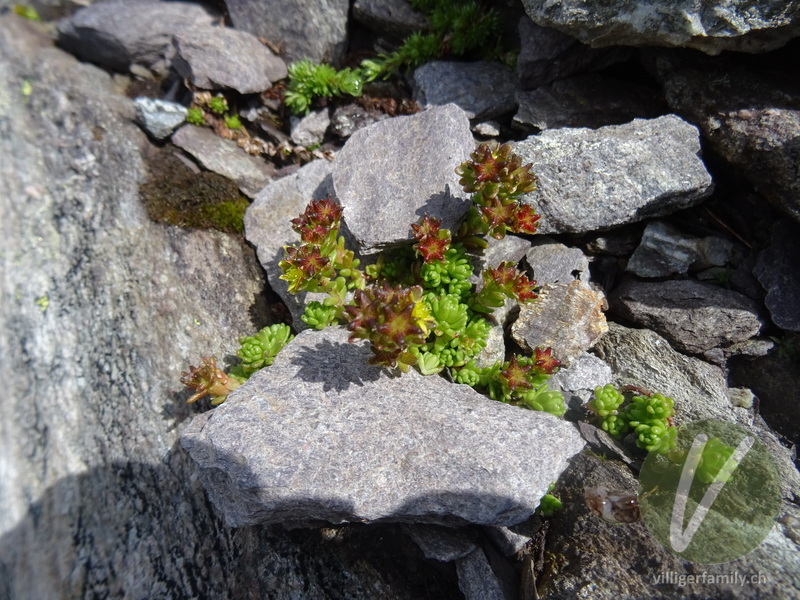 Alpen-Mauerpfeffer: Gesamtbild, Früchte, Blüten