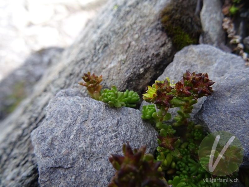Alpen-Mauerpfeffer: Blüten, Früchte