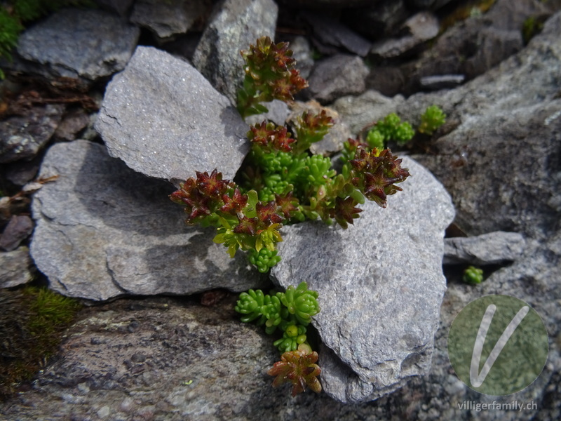 Alpen-Mauerpfeffer: Früchte, Blüten, Gesamtbild