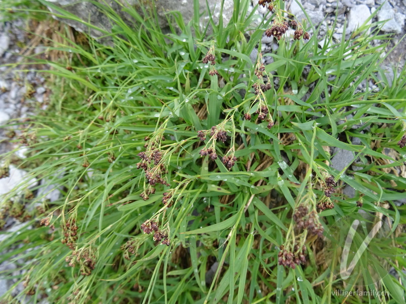 Braune Hainsimse: Gesamtbild, Blüten