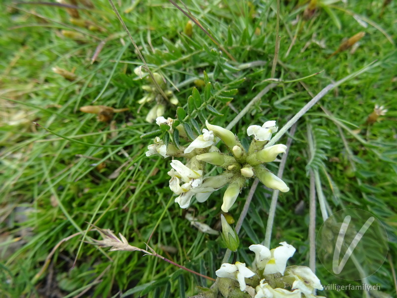 Gewöhnlicher Alpen-Spitzkiel: Blüten, Blätter