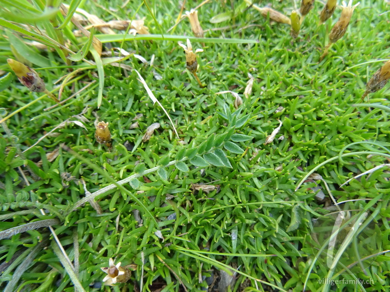 Gewöhnlicher Alpen-Spitzkiel: 