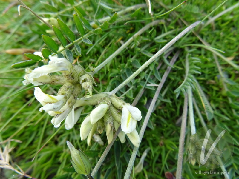 Gewöhnlicher Alpen-Spitzkiel: Blüten