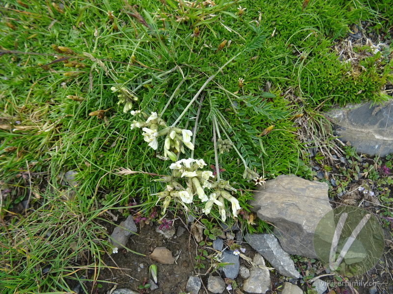 Gewöhnlicher Alpen-Spitzkiel: Gesamtbild