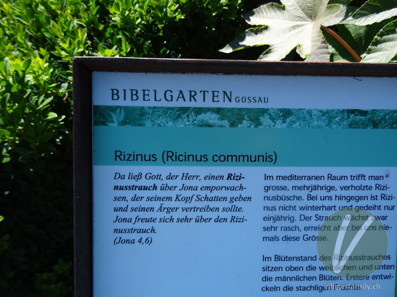 Rizinus: Namensschild