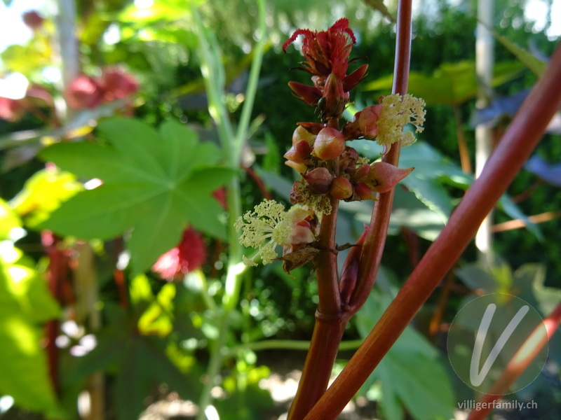 Rizinus: Blüten
