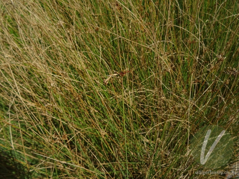 Blaugrüne Binse: Blüten