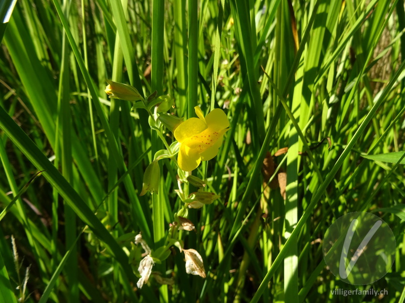 Gefleckte Gauklerblume: Blüten