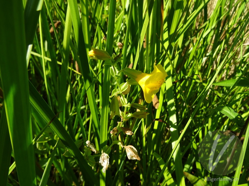 Gefleckte Gauklerblume: Blüten
