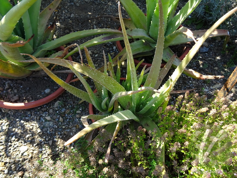 Aloe: Blätter
