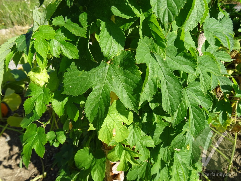 Hopfen: Blätter