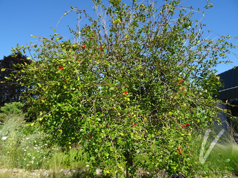 Granatapfelbaum: Gesamtbild