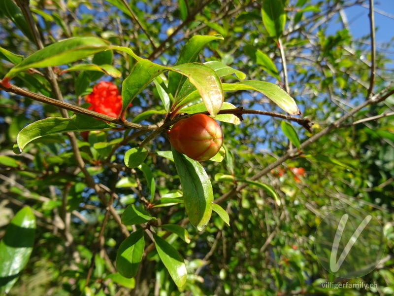 Granatapfelbaum: Früchte