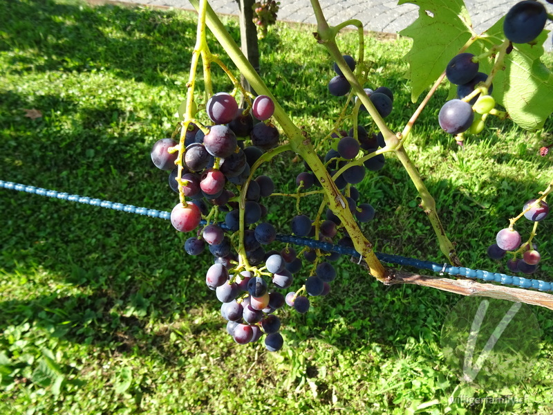 Europäische Weinrebe: Früchte