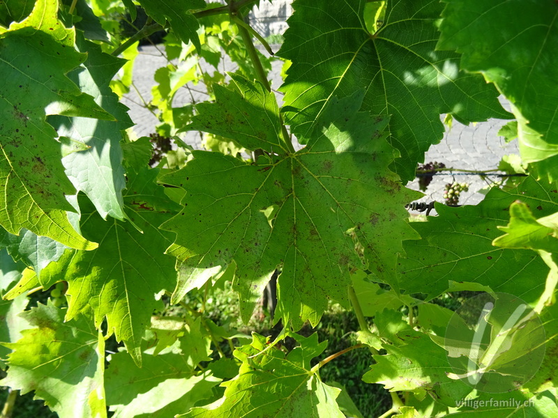 Europäische Weinrebe: Blätter