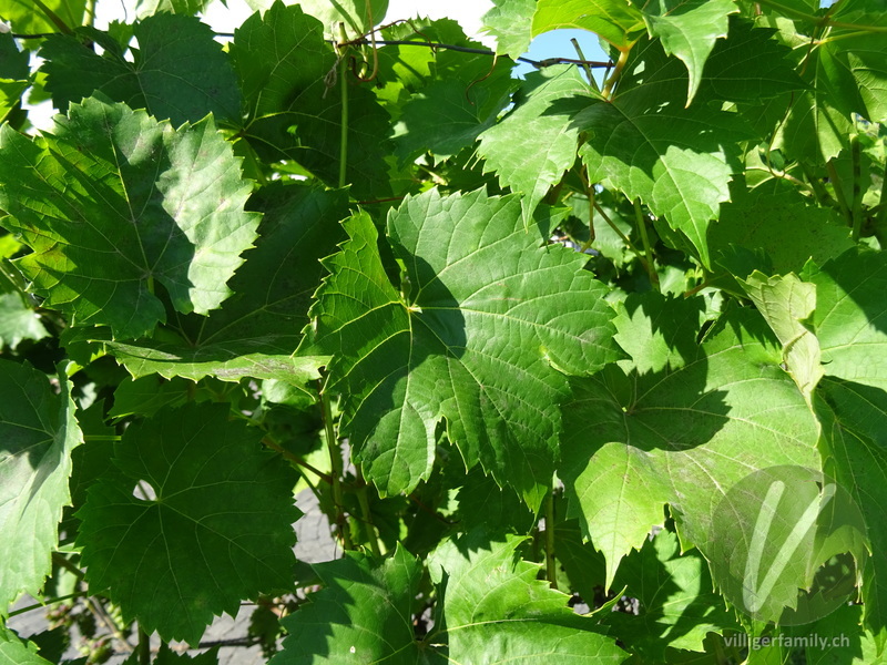 Europäische Weinrebe: Blätter