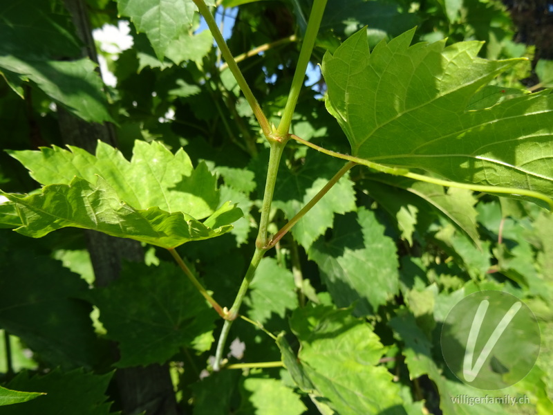 Europäische Weinrebe: Stengel