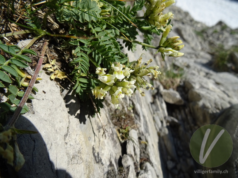 Gewöhnlicher Alpen-Spitzkiel: Blüten