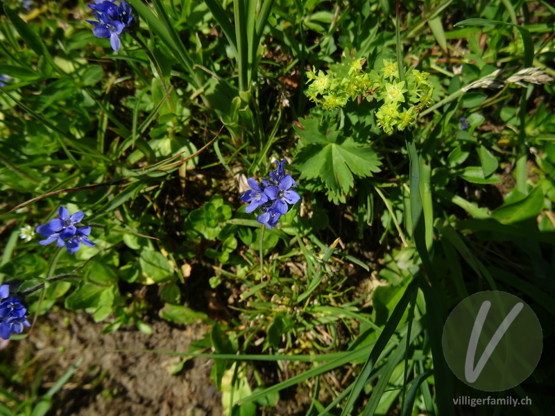 Alpen-Ehrenpreis: Blüten