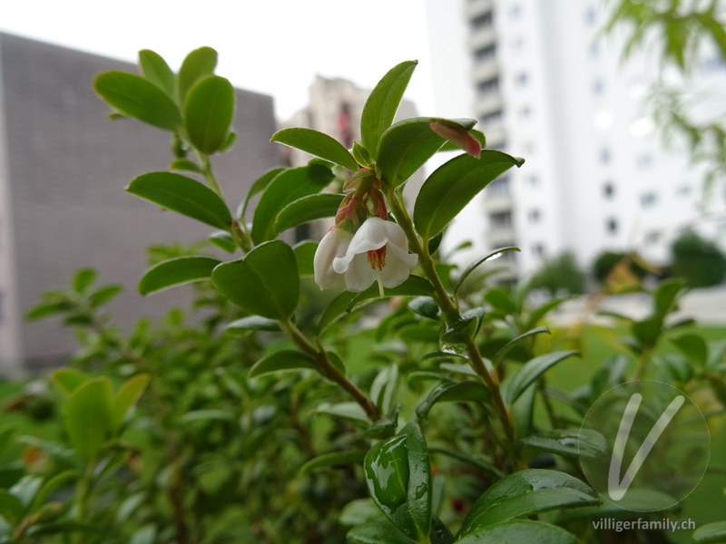Preiselbeere: Blüten