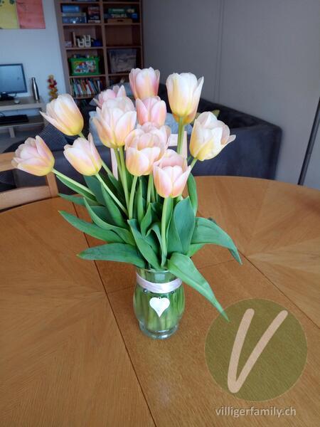 Garten-Tulpe: 